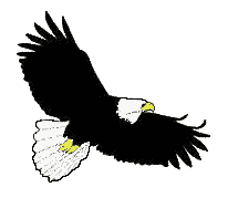Eagle watching tour in Maryland