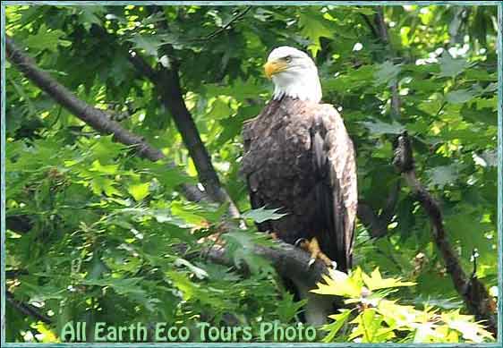 eagle