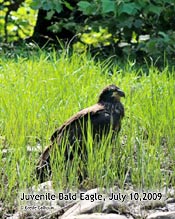 Juvenile Eagle